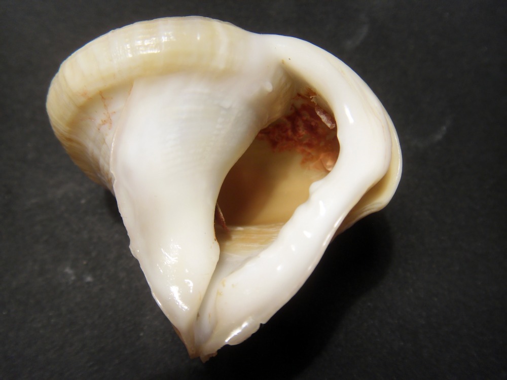 conferma Galeodea rugosa freak